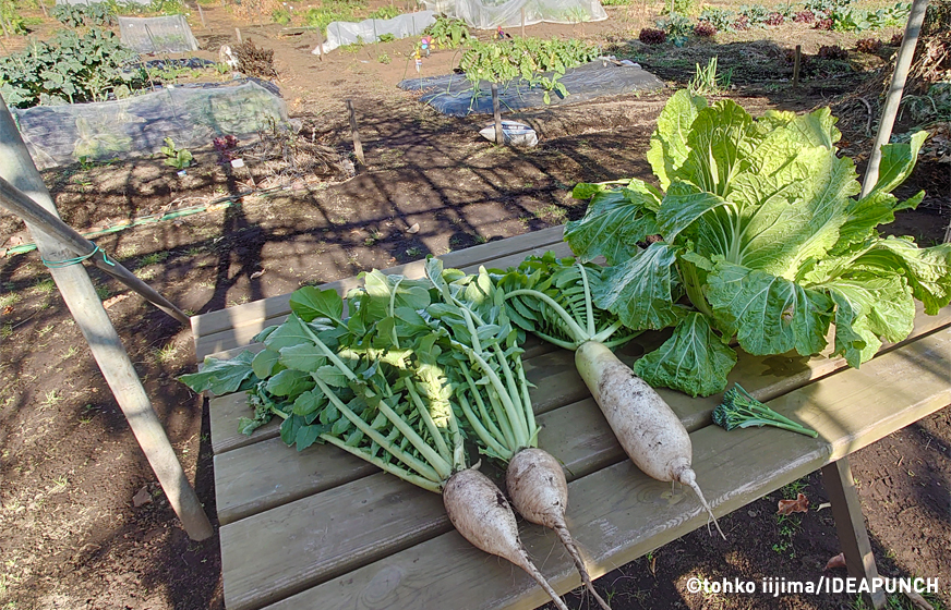 無農薬有機栽培の大根と白菜